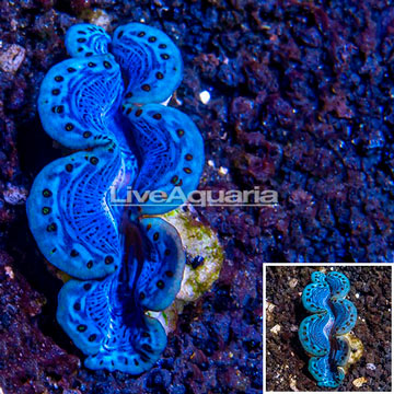 Maxima Clam