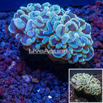 LiveAquaria® Cultured Hammer Coral