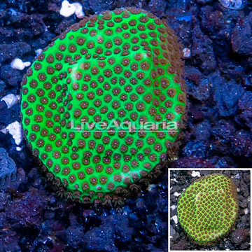 USA Cultured Jolly Green Giant Porites Coral