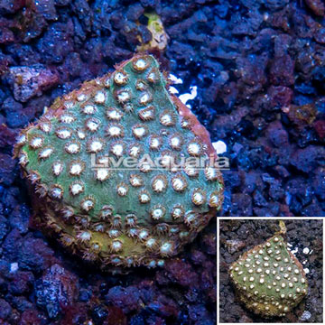 LiveAquaria® Cultured Cyphastrea Frag