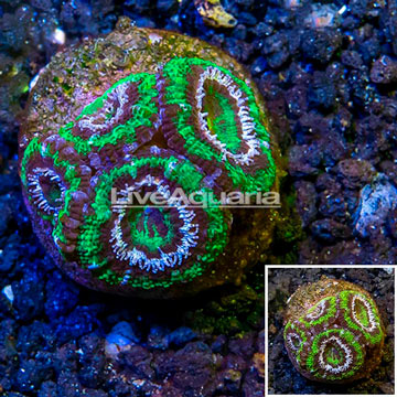 USA Cultured Acan Lord Coral