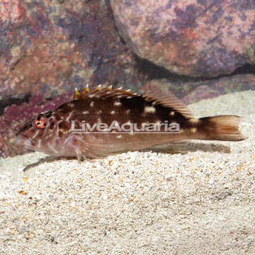 West African Hawkfish