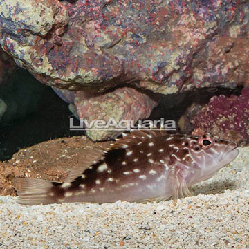 Giant Hawkfish 