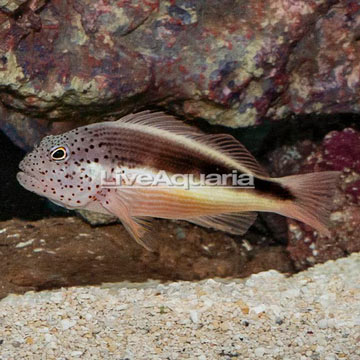 Freckled Hawkfish 