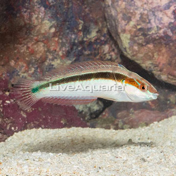 Rainbow Wrasse