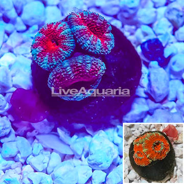 Acan Lord Coral