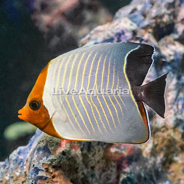 Hooded Butterflyfish [Expert Only]