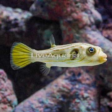 Narrow-Lined Puffer