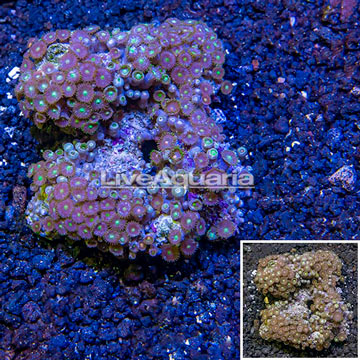 Zoanthus Coral Vietnam