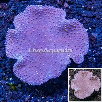 Toadstool Mushroom Leather Coral  Vietnam