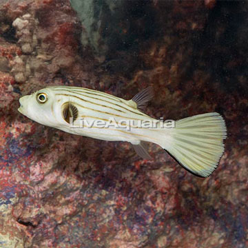 Narrow-Lined Puffer