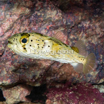 Porcupine Puffer