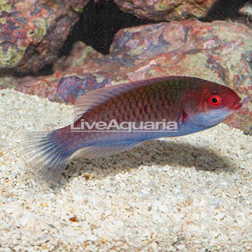 Blueside Fairy Wrasse