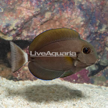 Epaulette Surgeonfish