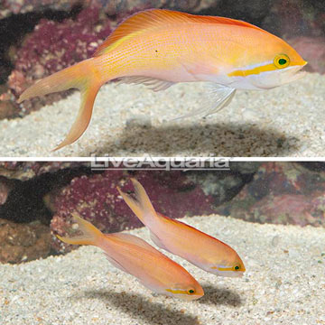 Carberryi Anthias, Trio