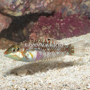 Nebulosus Wrasse