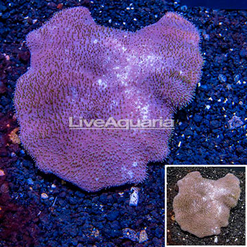 Toadstool Mushroom Leather Coral  Vietnam