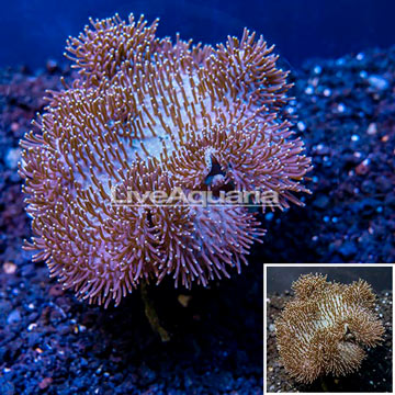 Toadstool Mushroom Leather Coral  Indonesia