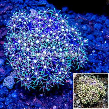 Starburst Polyps Indonesia