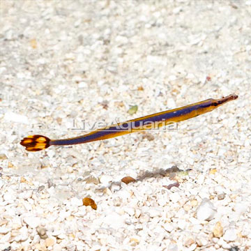 Bluestripe Pipefish EXPERT ONLY 