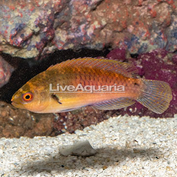 Blueside Fairy Wrasse