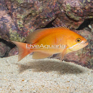 Red Bar Anthias, Male