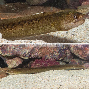 Goldentail Moray Eel 