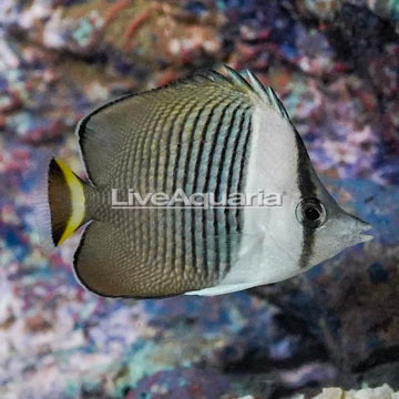 Whiteface Butterflyfish