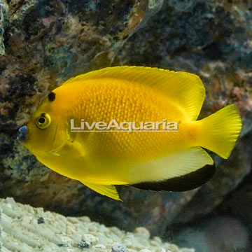 Flagfin Angelfish