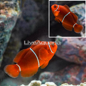 Maroon Clownfish