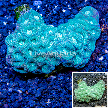 Goniastrea Brain Coral Fiji