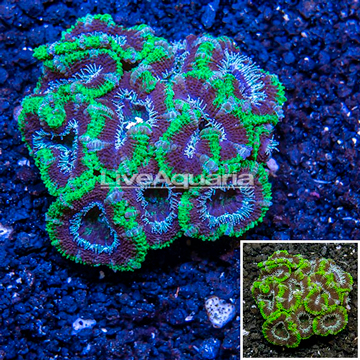 Acan Lord Coral Australia