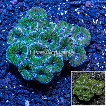 Acan Lord Coral Australia