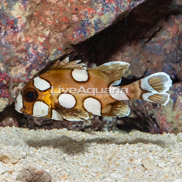 Harlequin Sweetlips