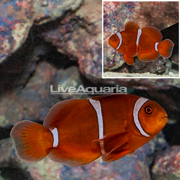 Gold Stripe Maroon Clownfish