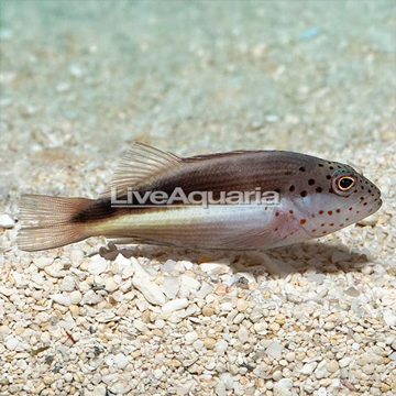 Freckled Hawkfish 