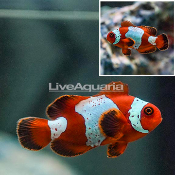 Lightning Maroon Clownfish