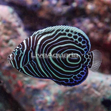 Emperor Angelfish 