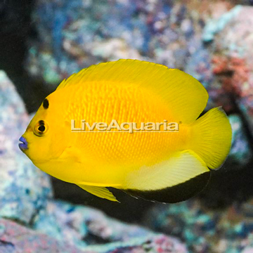 Flagfin Angelfish