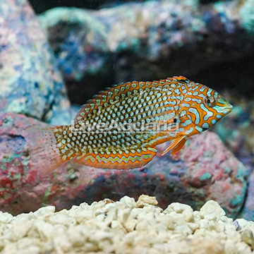 Leopard Wrasse EXPERT ONLY