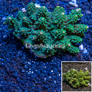 Acropora Coral Fiji