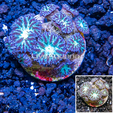 LiveAquaria® Purple and Green Blastomussa Coral