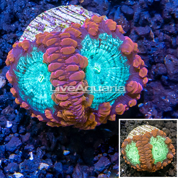 LiveAquaria® Cultured Red & Green Blastomussa Coral