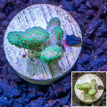 LiveAquaria® Cultured Green Stylophora Coral 