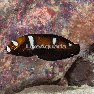 Formosa Wrasse Juvenile 