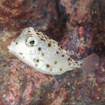 Shortnose Trunkfish EXPERT ONLY