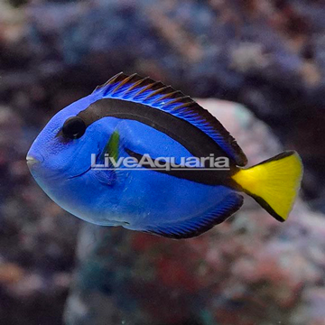 Blue Tang