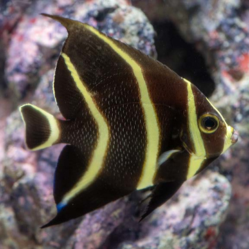 French Angelfish, Juvenile 