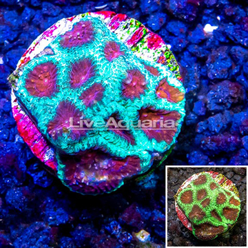 LiveAquaria® Cultured Favia Coral