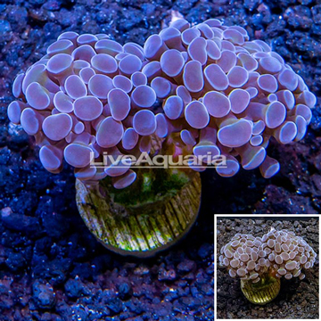 LiveAquaria® Cultured Hammer Coral